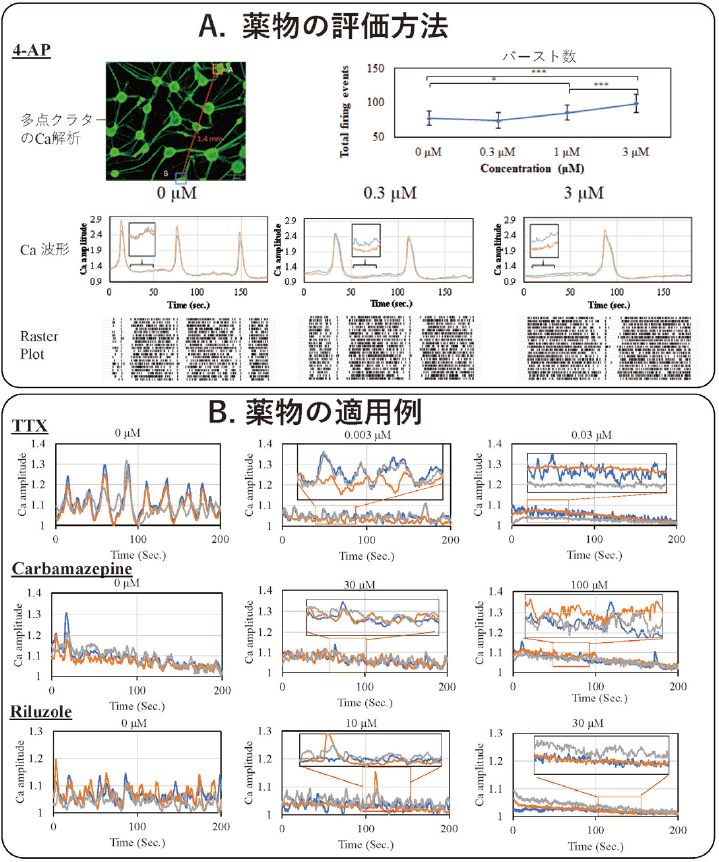 図２．iPS 細胞由来神経細胞クラスタードネットワークにおける薬剤応答の評価