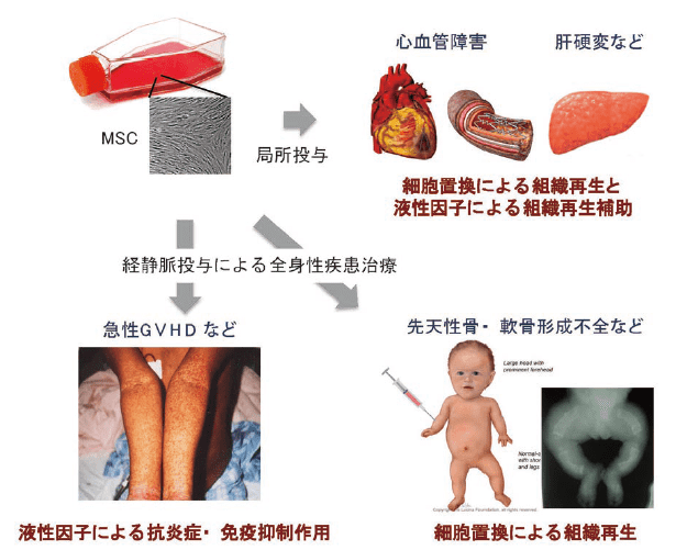 図１．間葉系幹細胞が持つ機能と臨床応用