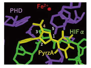 【総説】2-OG 骨格を持たない次世代HIF 活性化分子PyrzA