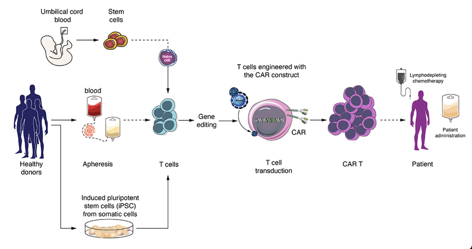同種CAR-T細胞の製造とT細胞の供給 