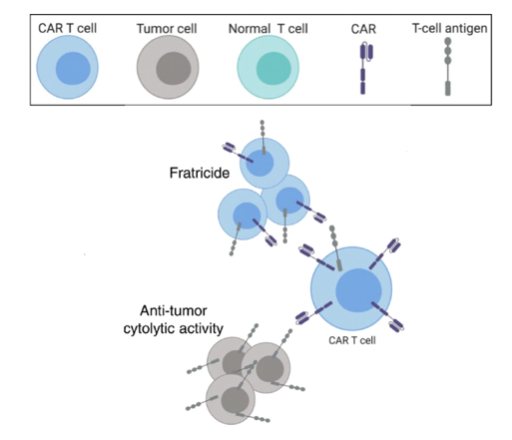  T細胞疾患患者におけるCAR-T細胞療法で生じうる2つの結果