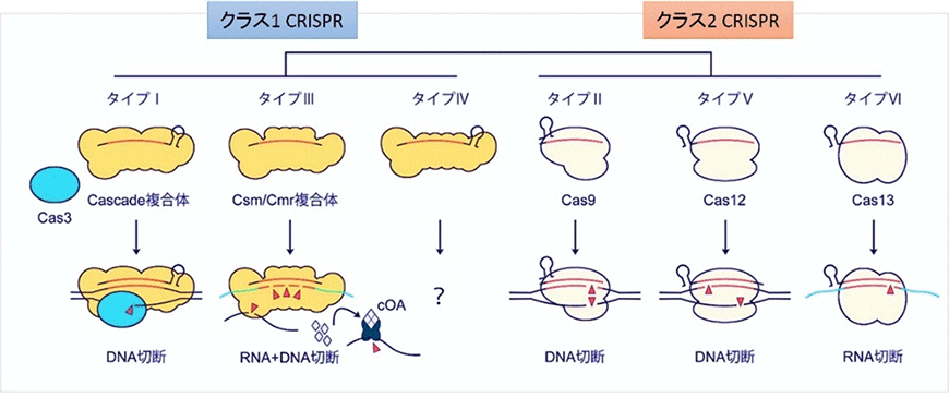 【テクニカルレポート】社会実装を目指す国産ゲノム編集技術CRISPR-Cas3