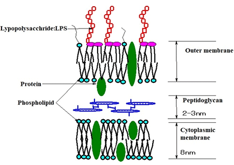 グラム陰性菌の膜構造の模式図