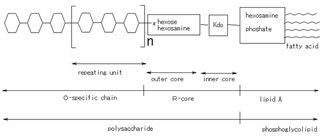 リポ多糖 (LPS) の構造の模式図