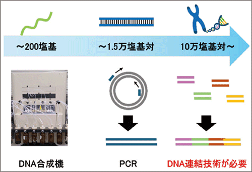図2．鎖長によるDNA の合成方法の違い