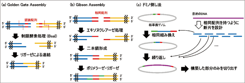 図3．既存のDNA 連結法の例