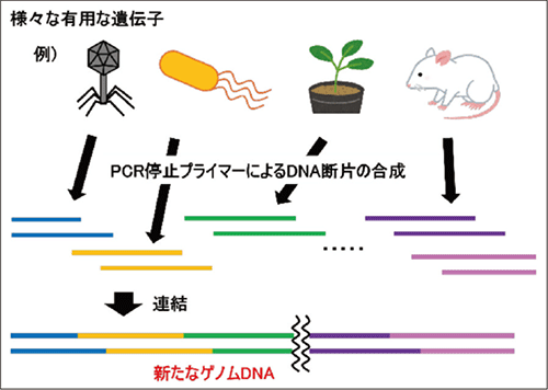 　図5．PCR 停止プライマーを用いたゲノムDNA の合成