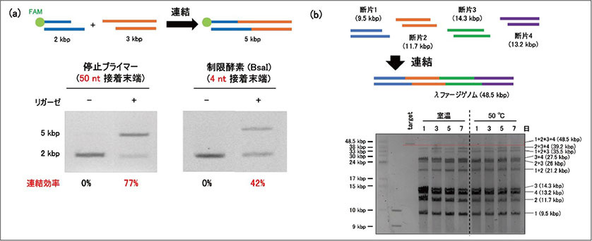 図6．PCR 停止プライマーを用いたDNA の連結結果