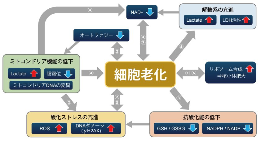 老化細胞