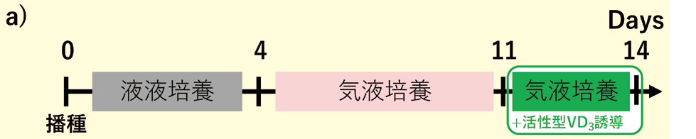 a)活性型VD3 を含むCulture Medium AL による3日間の追加培養