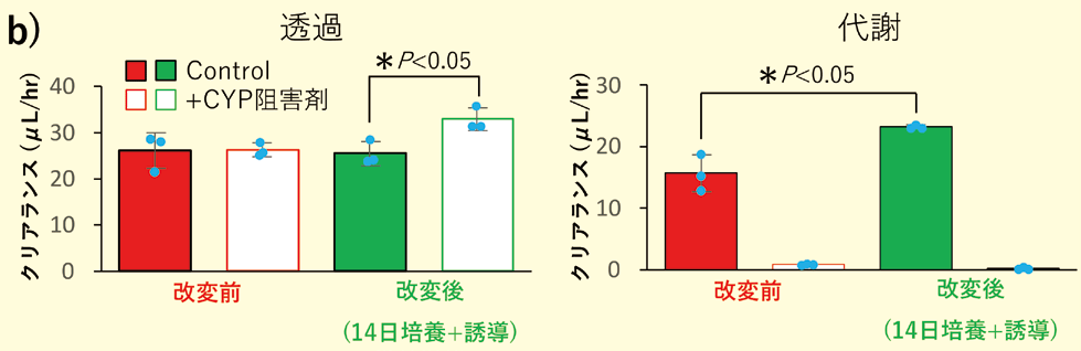 >b)CYP存在下/非存在下におけるMidazolam の透過/ 代謝クリアランス