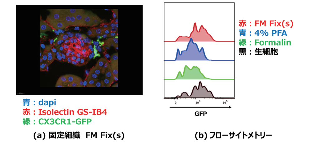 図2． FM Fixの蛍光保持性