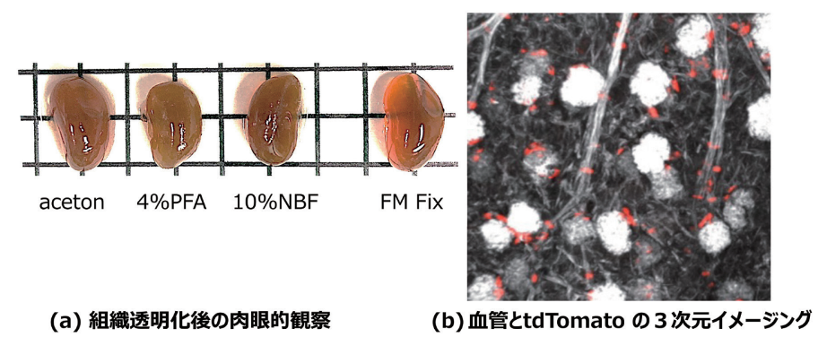 図4． FM Fixの組織透明化との相性の良さ