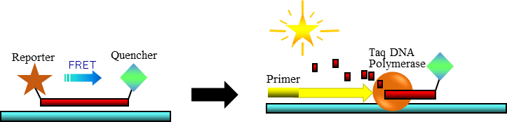 蛍光プローブの構造