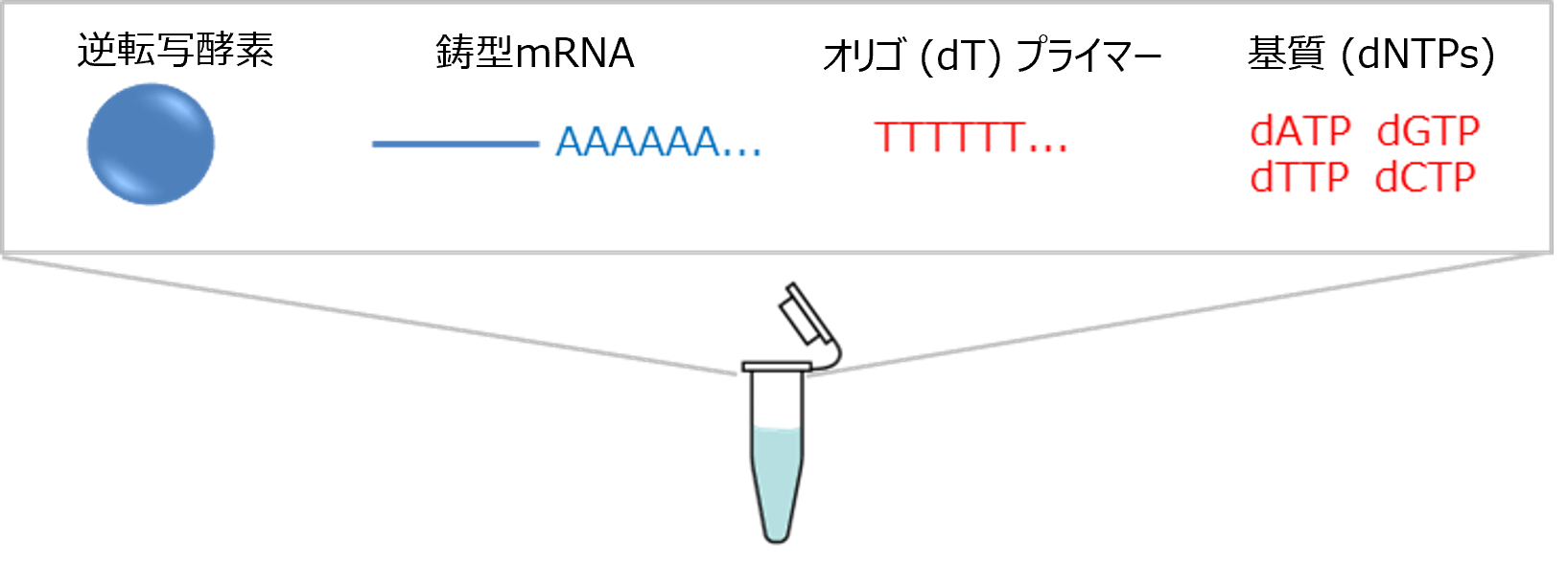 逆転写反応に必要なもの  (dTプライマーを使用する例) 