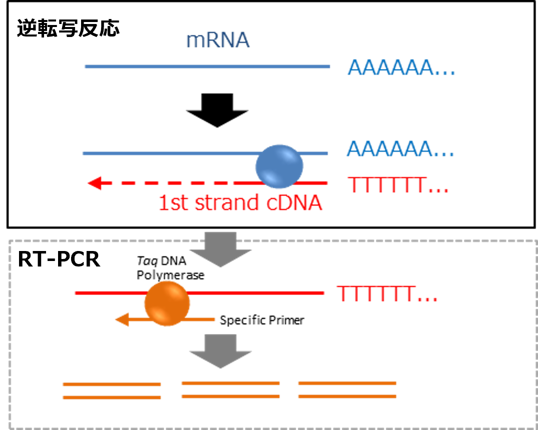 逆転写反応のイメージ  (dTプライマーを使用する例) 