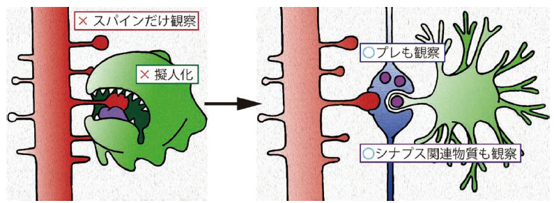 図１．ミクログリア・シナプス相互作用研究の注意点