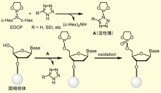 図３． EDCPによるキャッピング機構