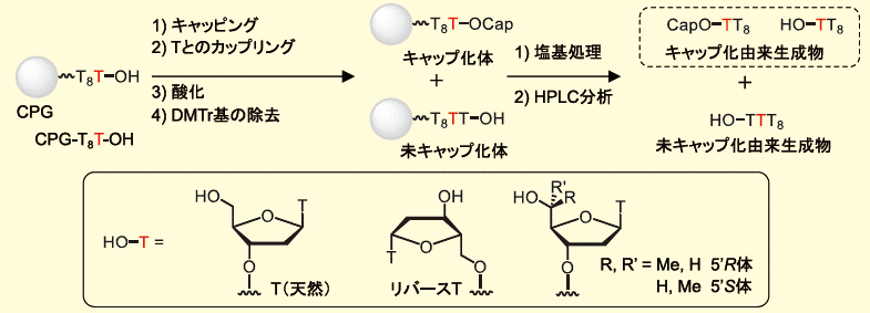 図５．キャッピング能の評価系