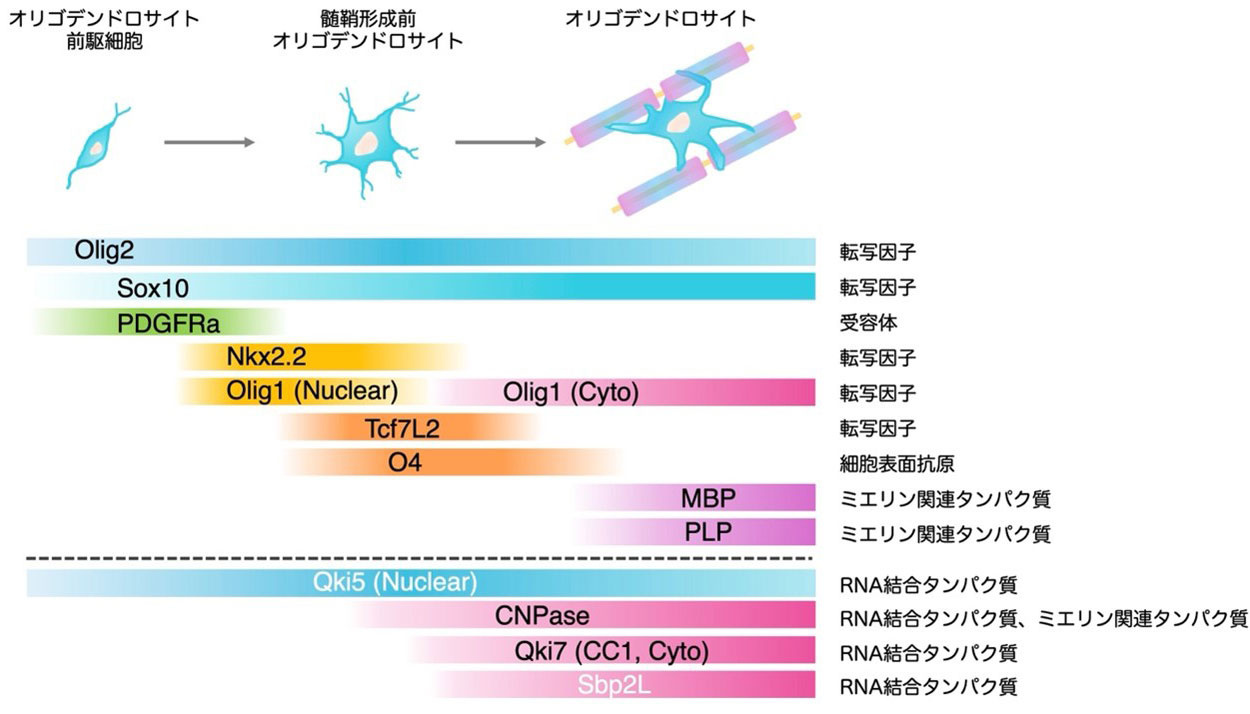 図1.オリゴデンドロサイト系統におけるマーカー蛋白質の発現