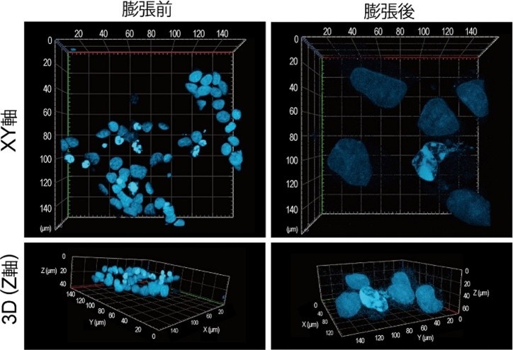 図２． 本キットを用いた核の蛍光イメージング