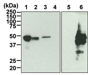 Western Blotting image of Parkin antibody