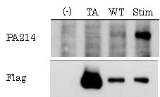Western Blotting image of  Phosphorylated  ASK1 antibody