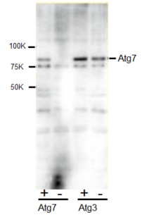 Western Blotting image of  Atg7 antibody