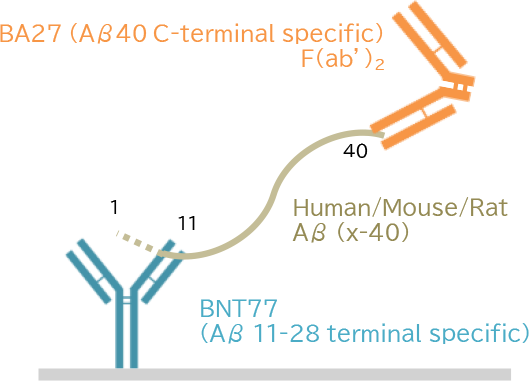 (2) Human/Mouse/ Rat Aβ(40)