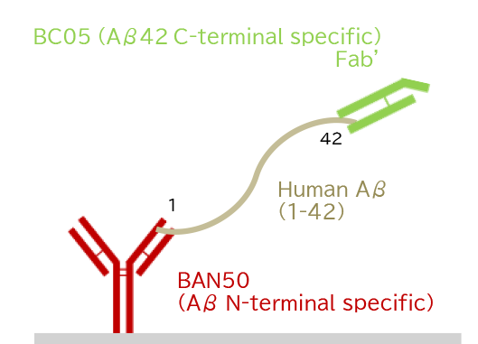 (3) Human Aβ(1-42)