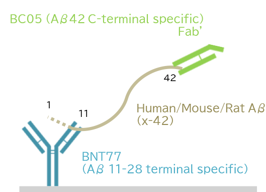 (4) Human/Mouse/Rat Aβ(42)