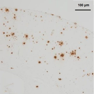 BA27 (Dilution 1:1,000)