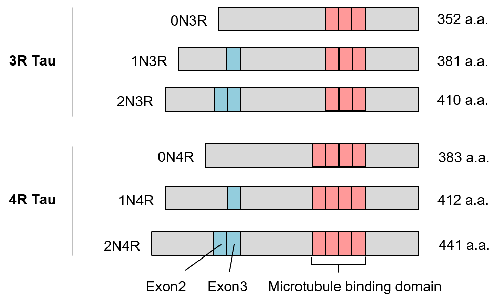 Figure 1.　Human Tau Isoforms