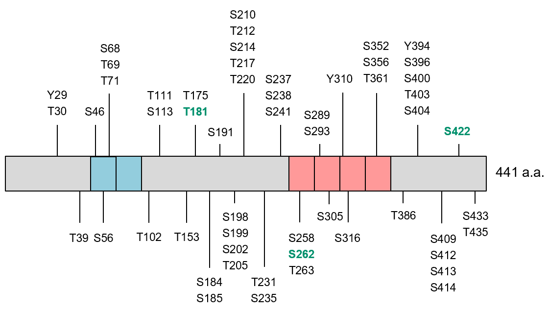 Fig. 2 Phosphorylation sites in Tau isolated from post-mortem brains of Alzheimer's disease patients