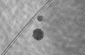 Number of Spheroids[Grade 2]