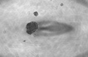 Number of Spheroids[Grade 3]