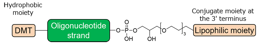 Conjugated oligonucleotide
