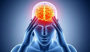 脳・神経オルガノイド