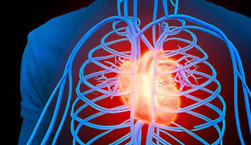 心臓オルガノイド