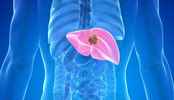 肝臓オルガノイド