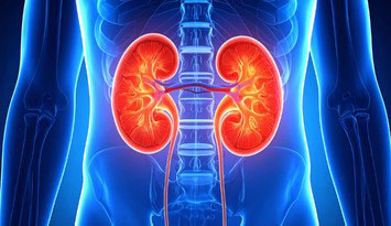 腎臓オルガノイド