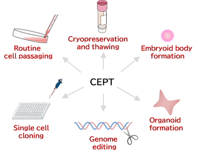 Routine cell passaging, Cryopreservation and thawing, Embryoid body formation, Organoid formation, Genome editing, Single cell cloning