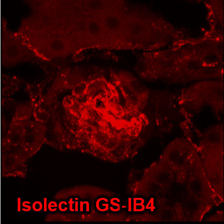 Isolectin GS-IB4