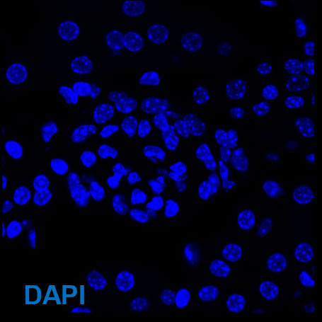 DAPI