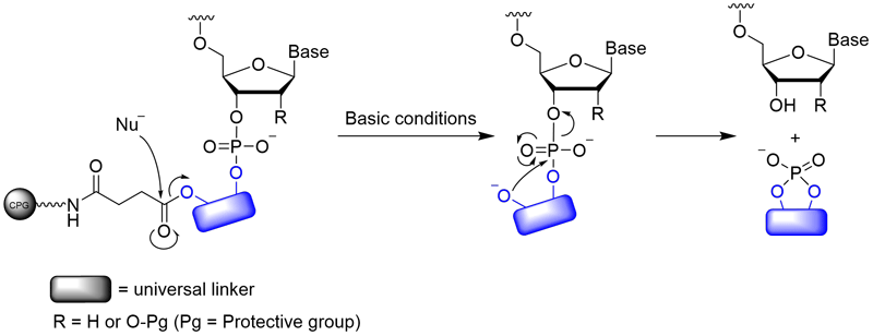 Mechanism of Oligonucleotide Release from the Universal Linker