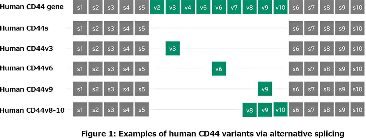 Figure 1: Examples of human CD44 variants via alternative splicing