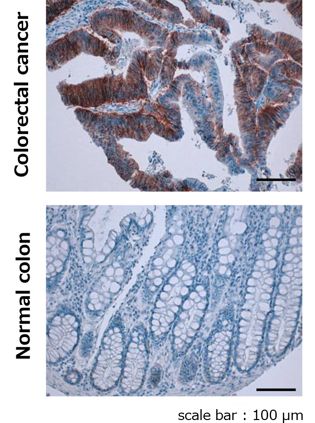 Anti CD44v9, Monoclonal Antibody 