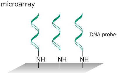Immobilization of oligonucleotide onto solid surfaces