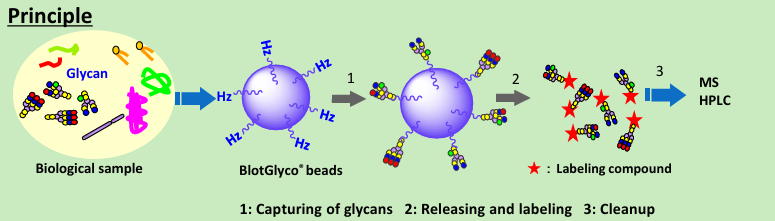 Workflow for glycan purification using BlotGyco™