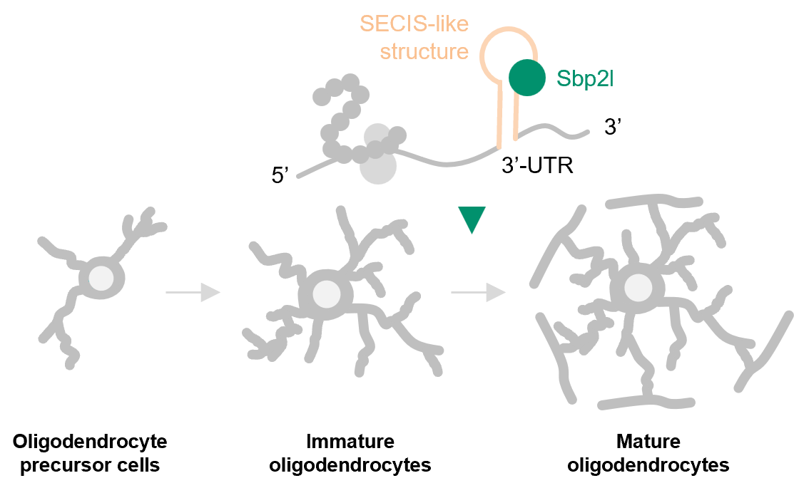 Figure Sbp2l and Oligodendrocyte Maturation